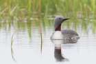 Red-throated Loon Art Print
